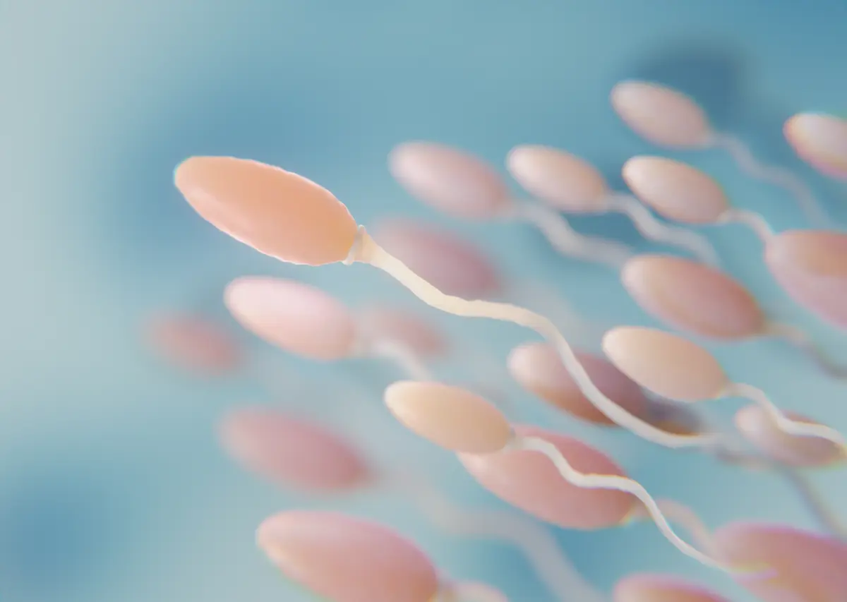 Boost Male Fertility and Increase Sperm Count